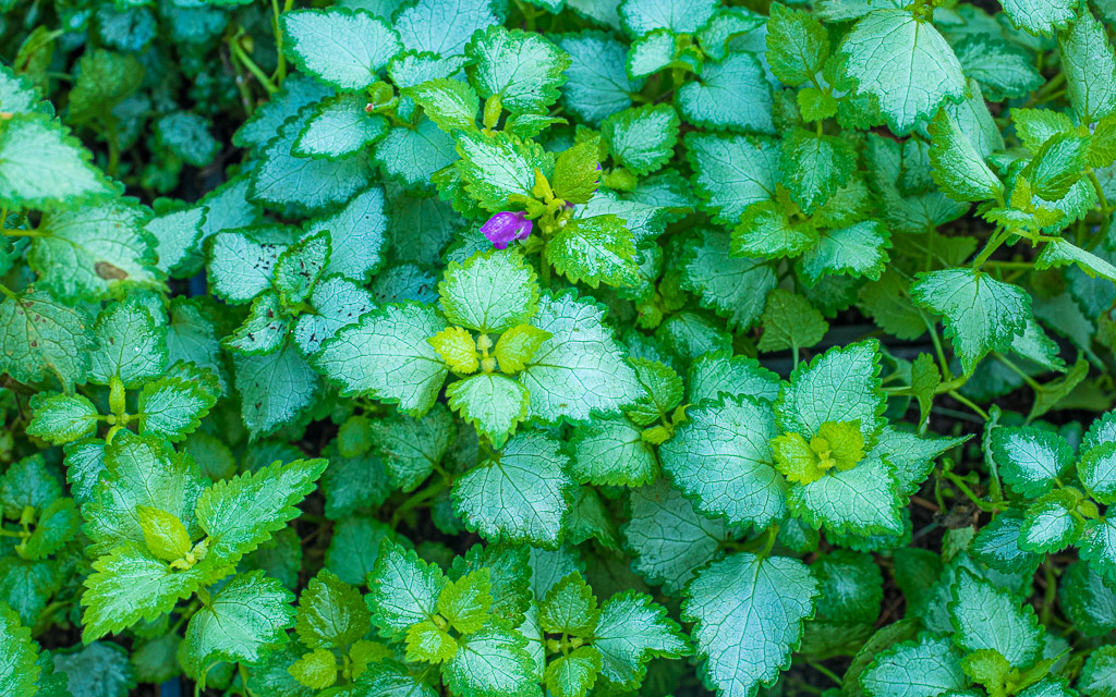 Lamium