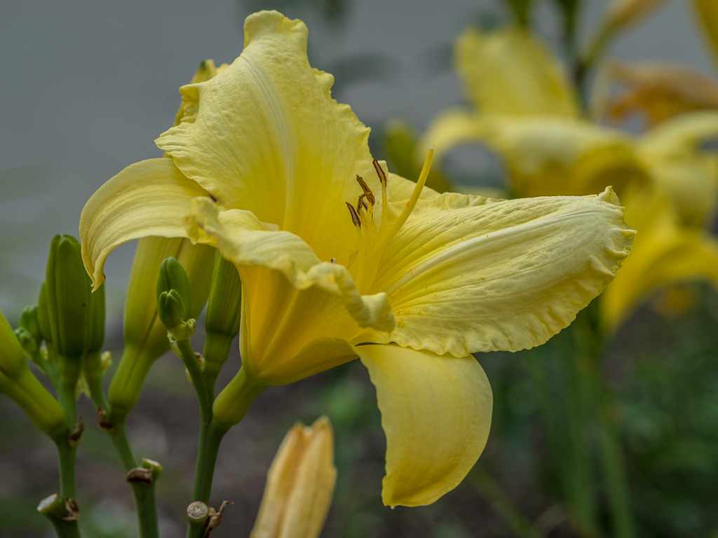 Yellow Daylily