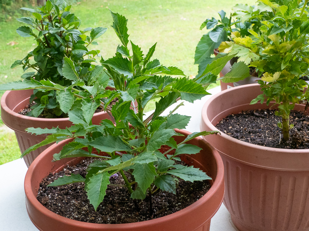Bob's Dahlias
