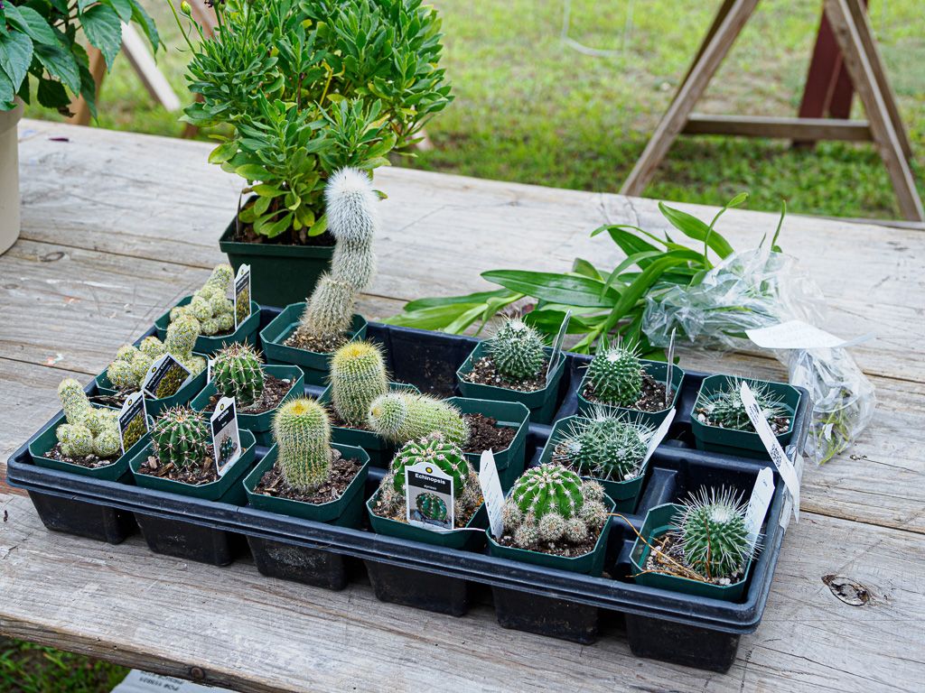Cacti