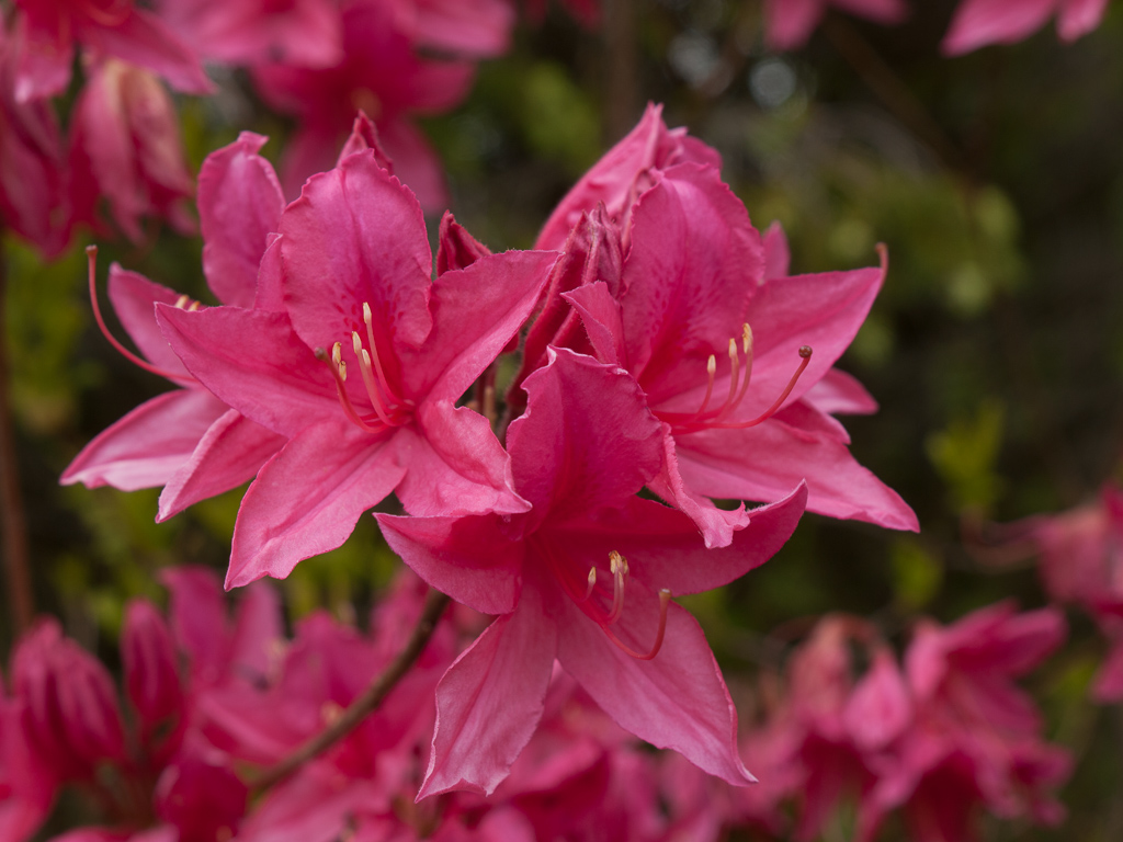 Northern Lights Azalea Flowers