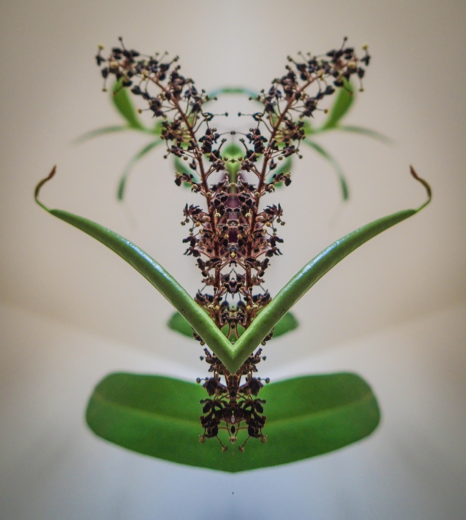 Mirrored Flower