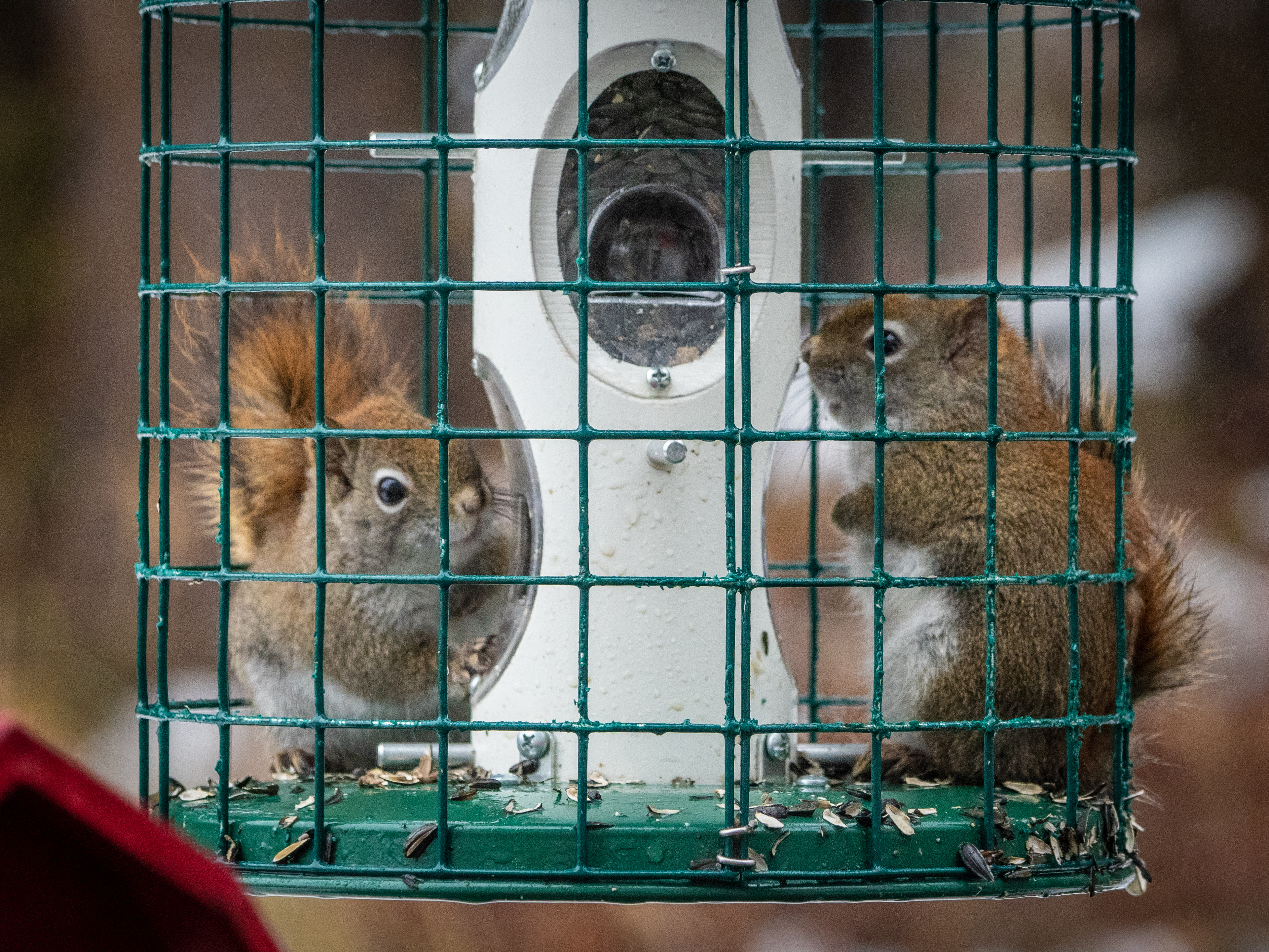 American Red Squirrels Chow time at the feeder