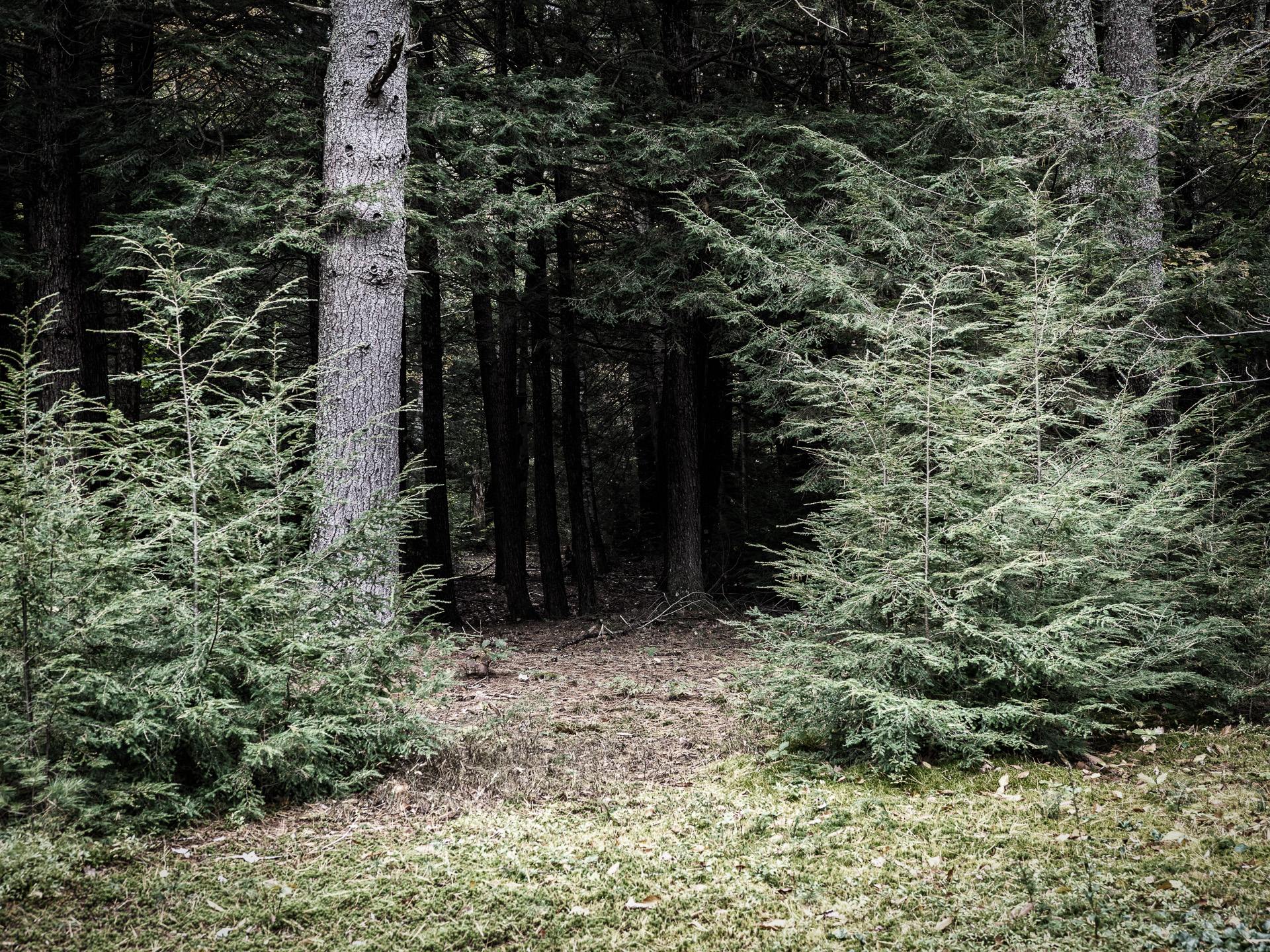 Who knows what terrors lie in the forest?