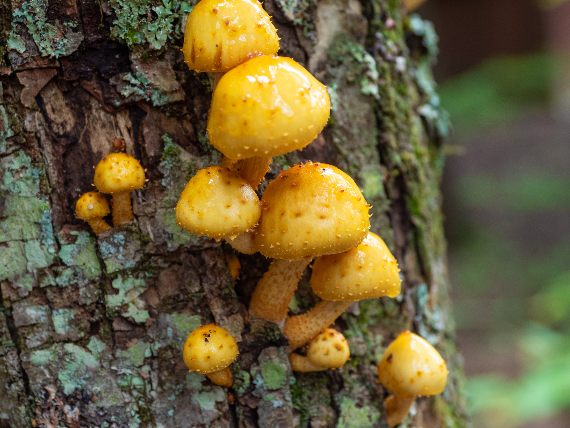 Mushroom