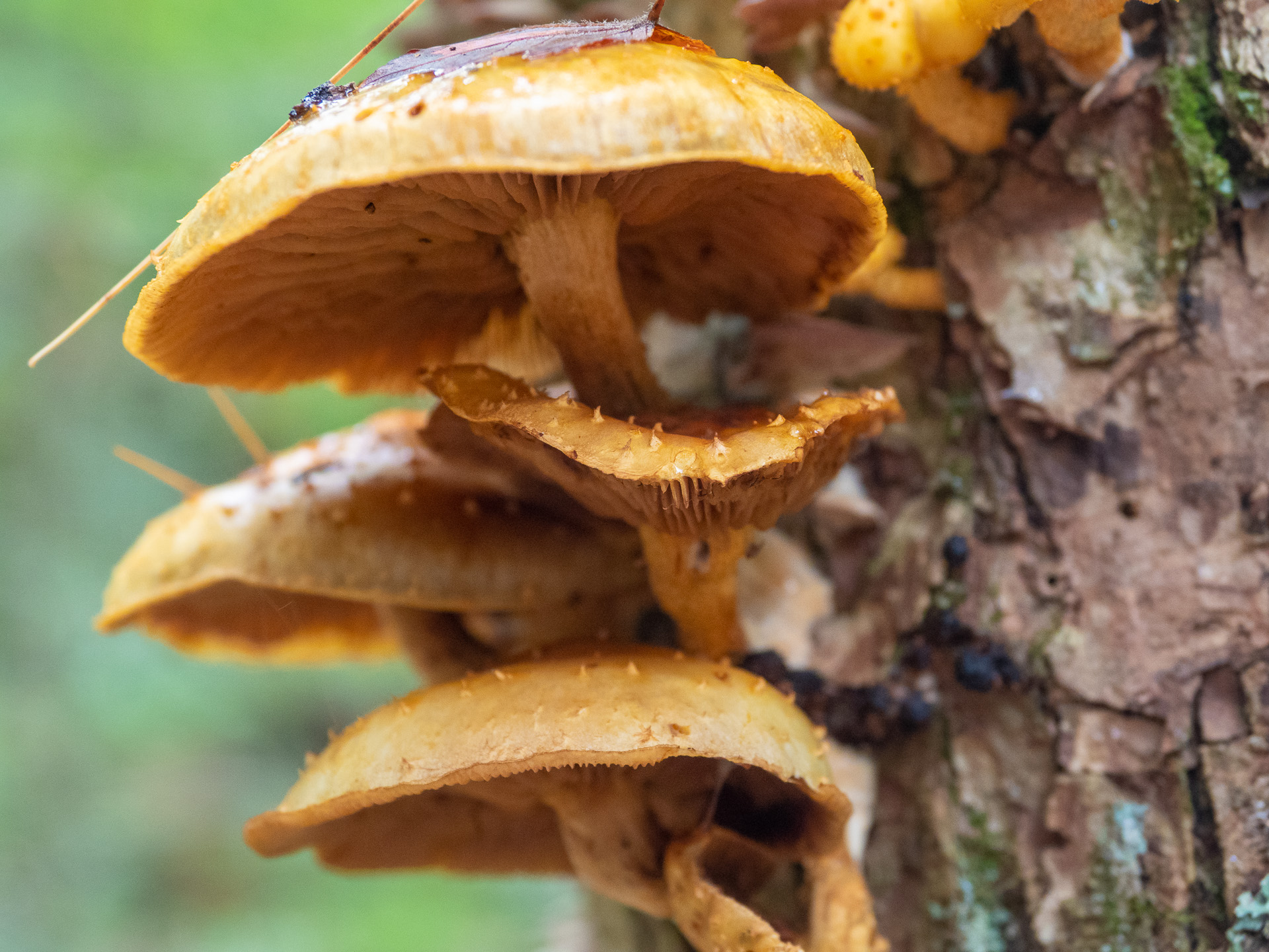 Mushroom