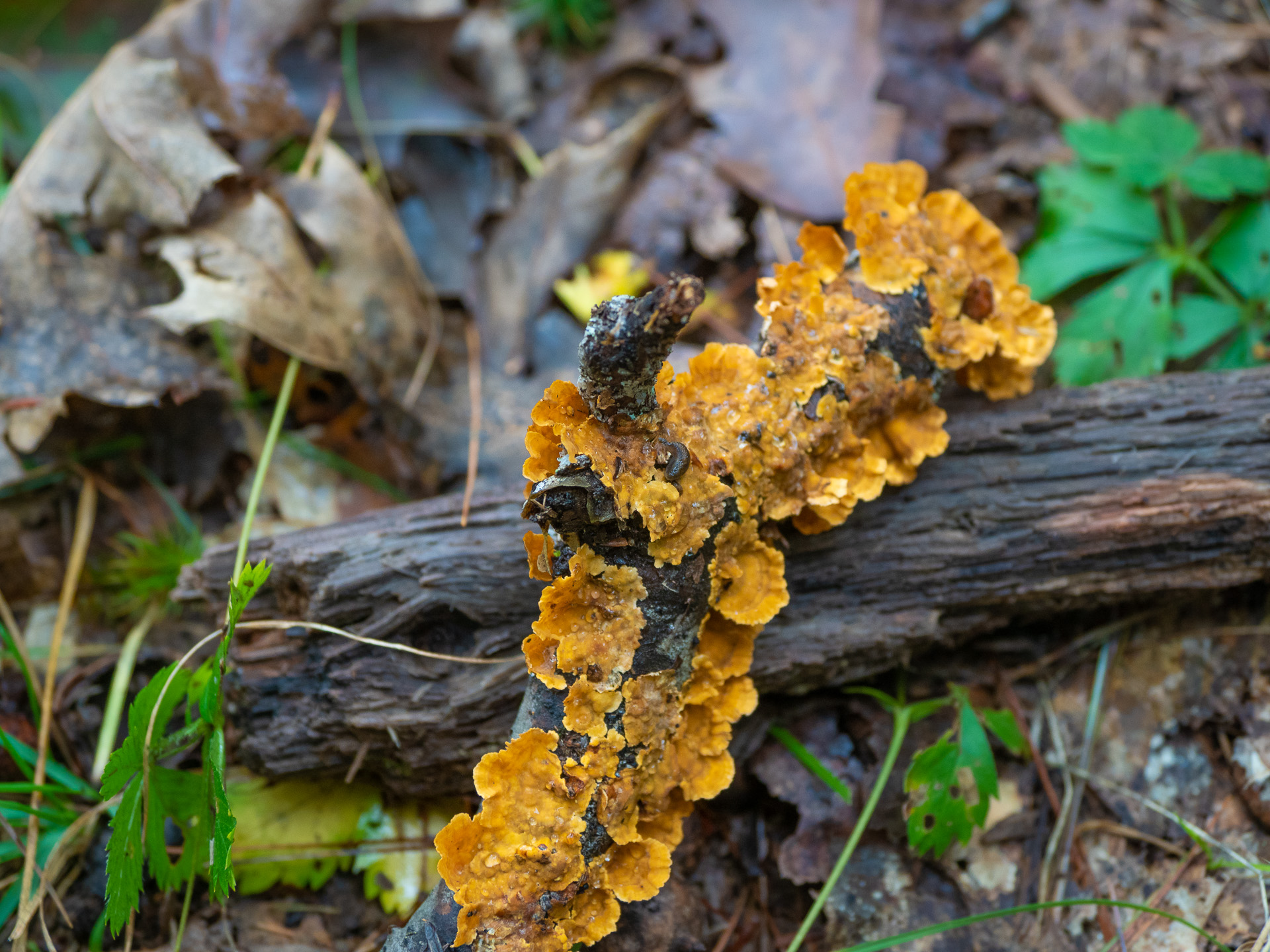 Fungi growing on a branch