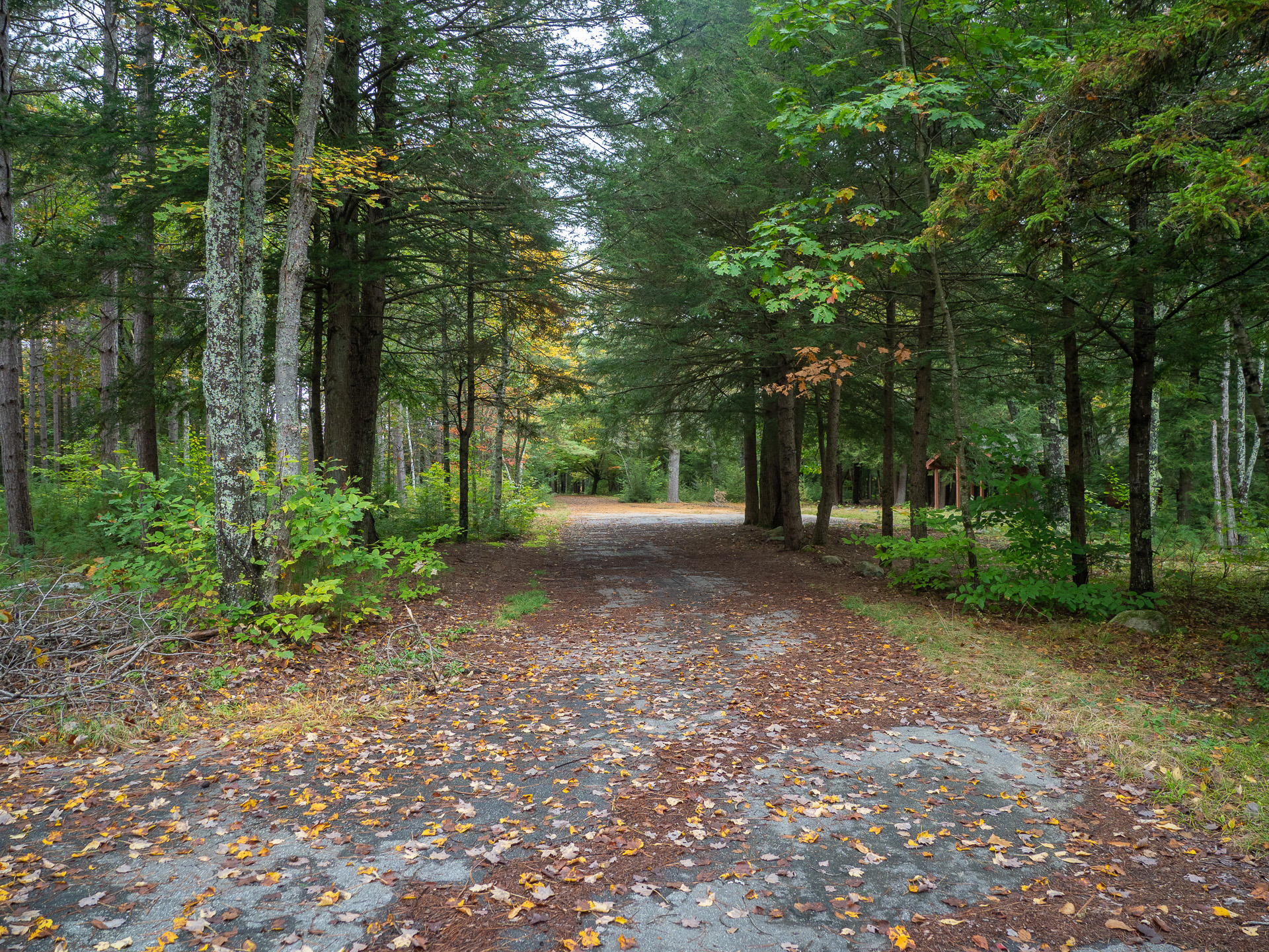 Nature reclaims the parking area at Annett State Park
