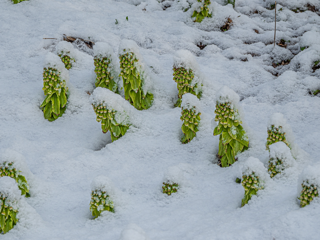 Snow Covered Japanese Butterbur