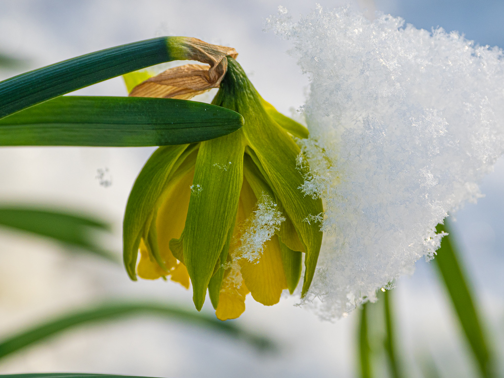 Snow covered daffodil