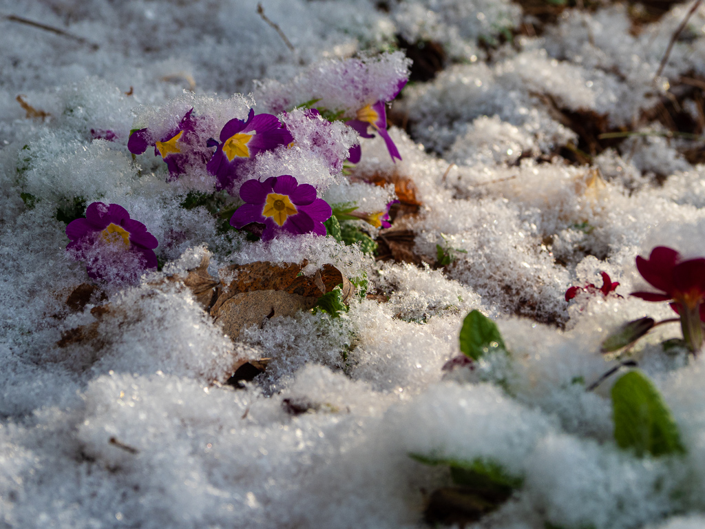 Snow Covered Primroses
