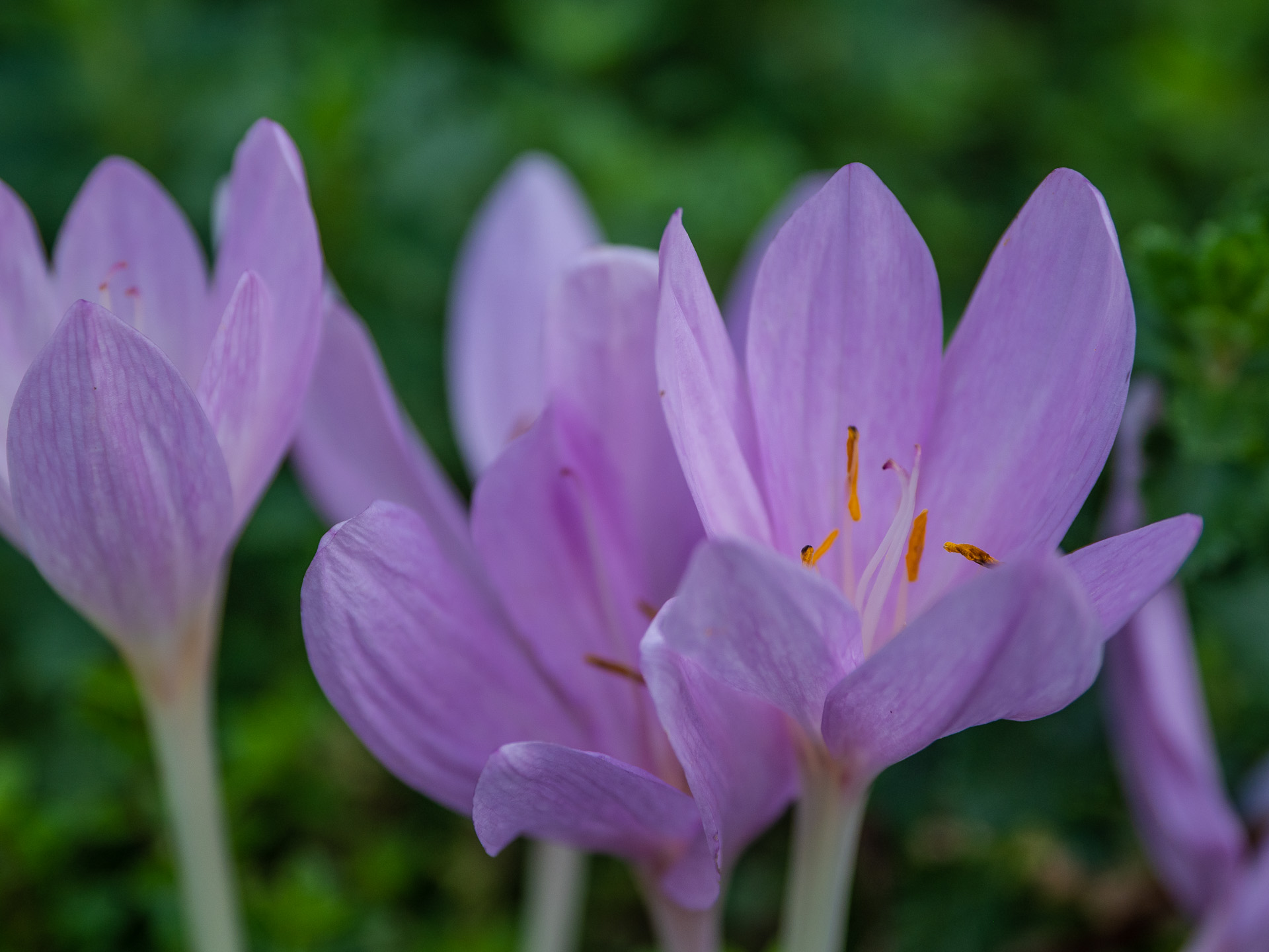 Autumn Crocus Autumn Crocus