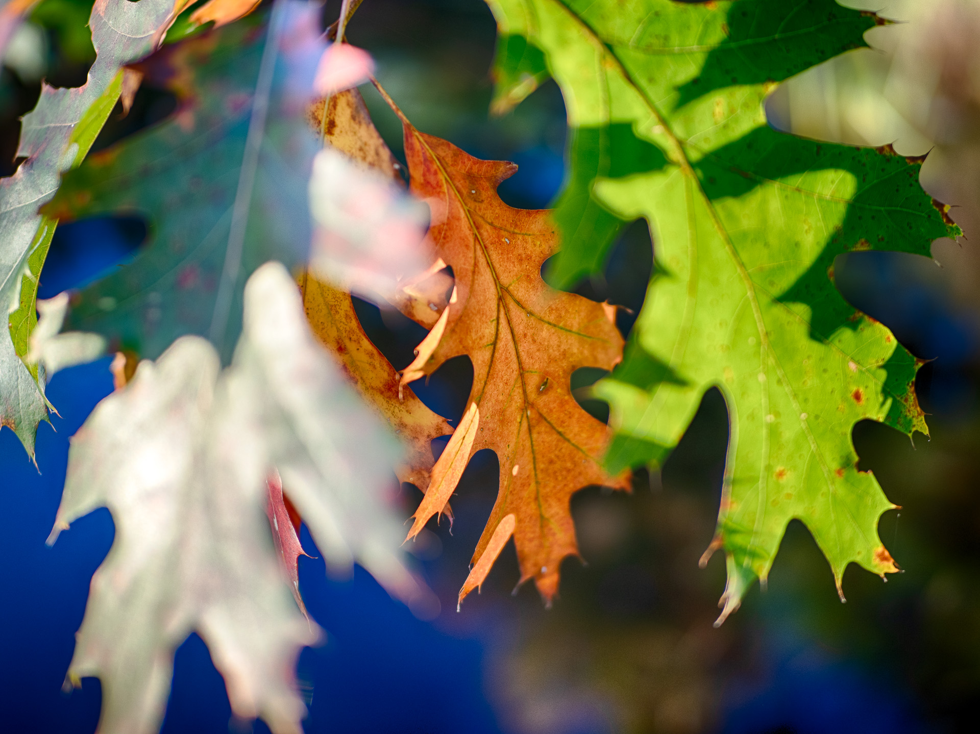 Autumn Leaves