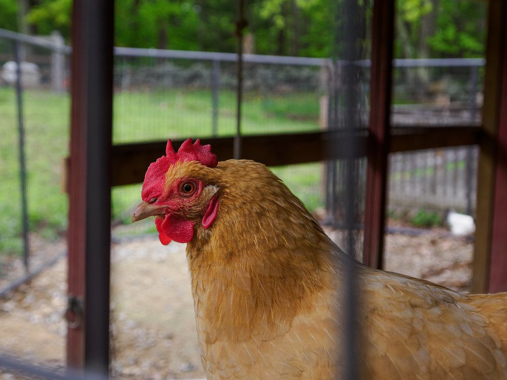 Chicken at Avalon