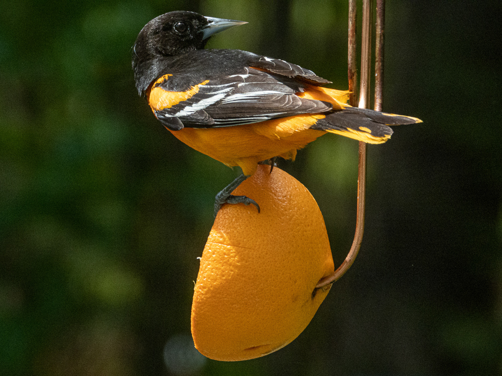 Baltimore Oriole