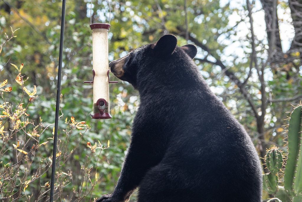 Black Bear