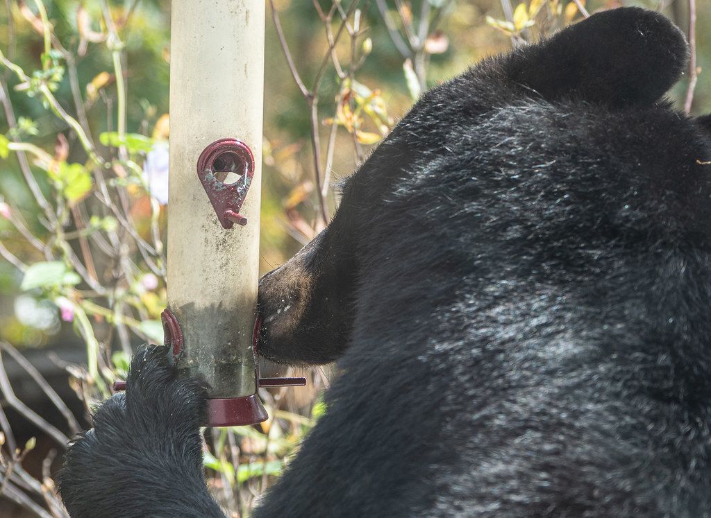 Bear