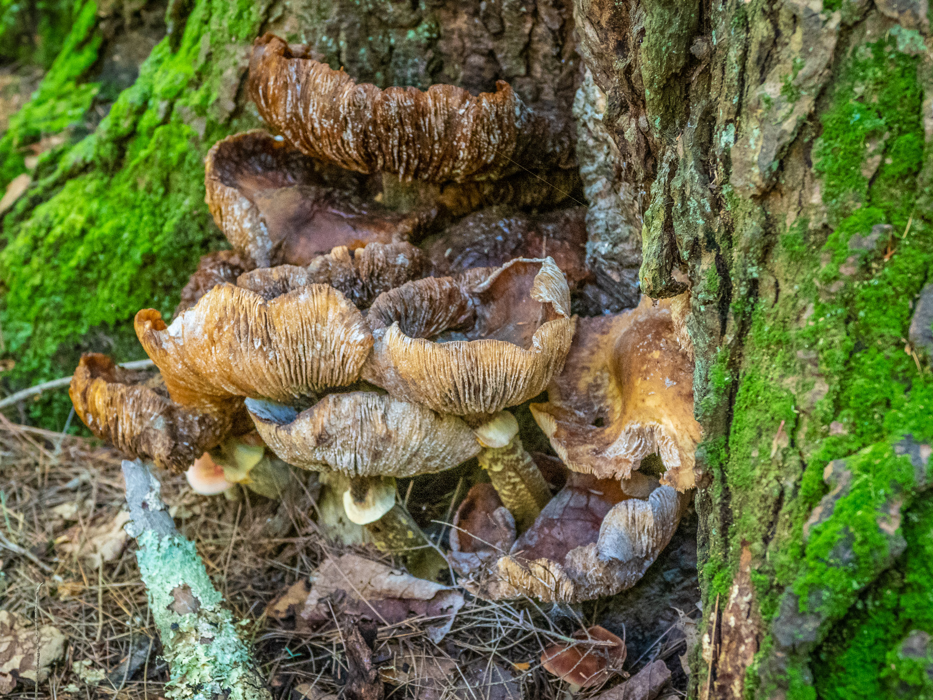Fungi Fungi