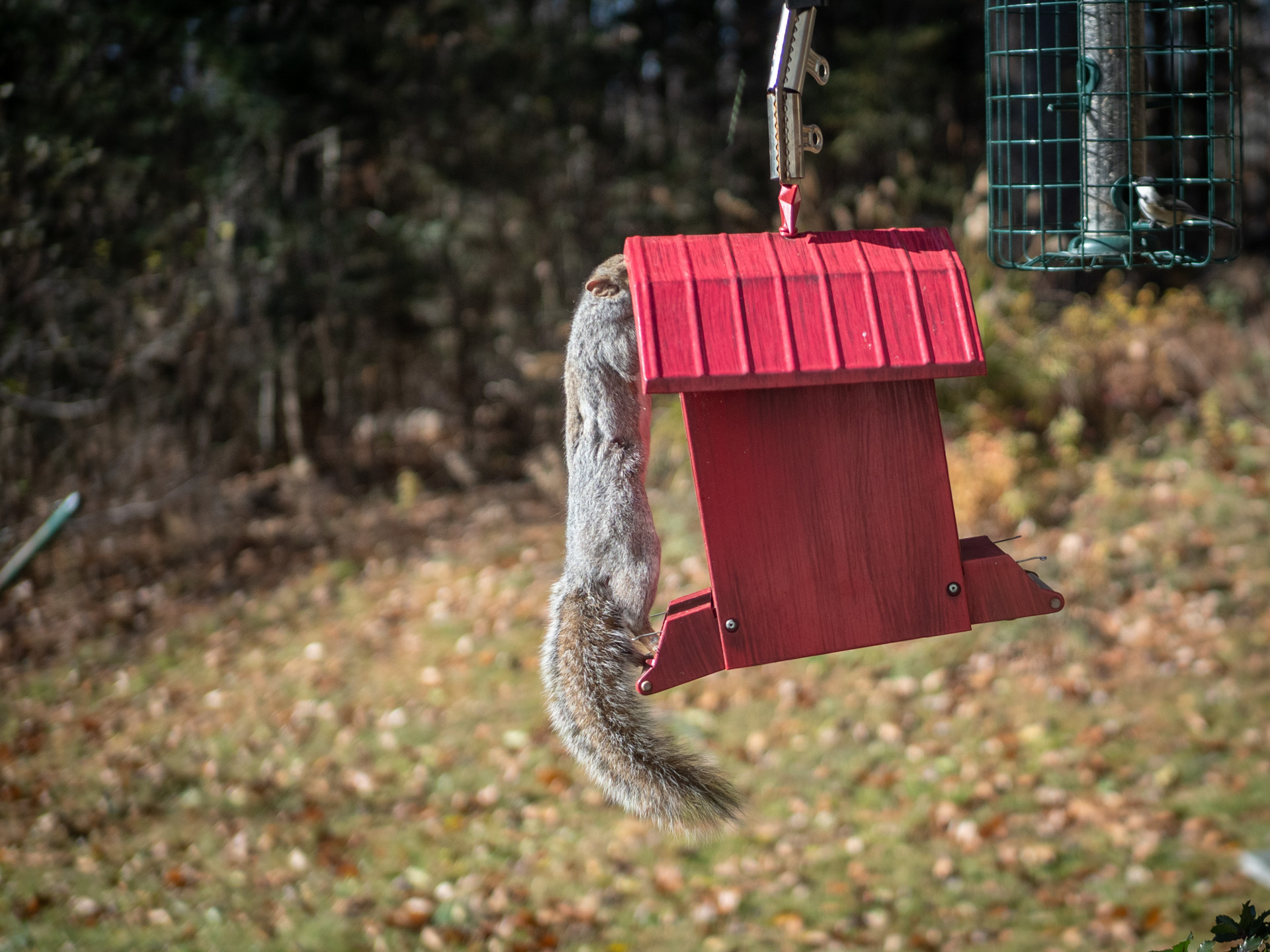 Using brute force to get inside the feeder