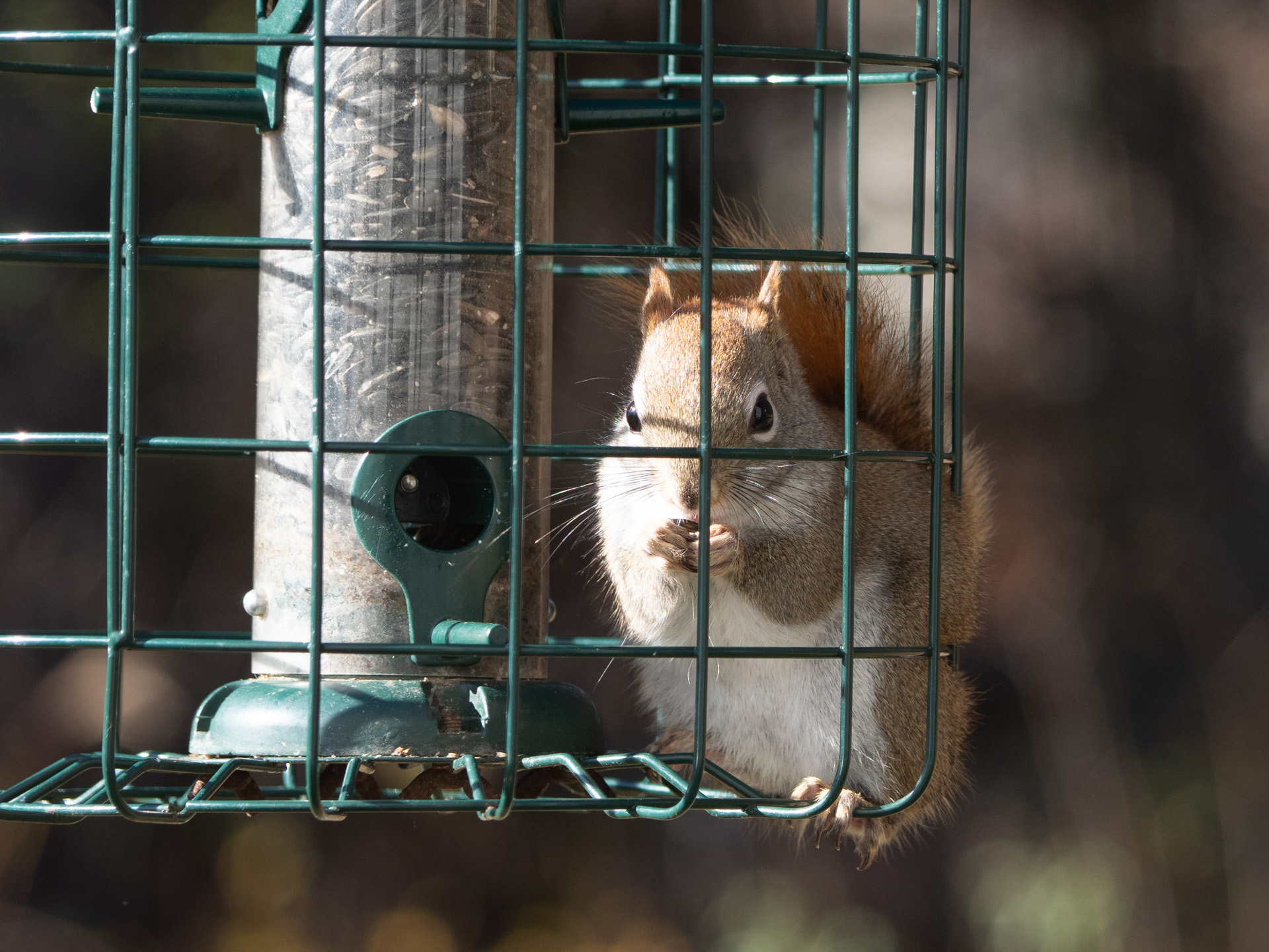 American Red Squirrel