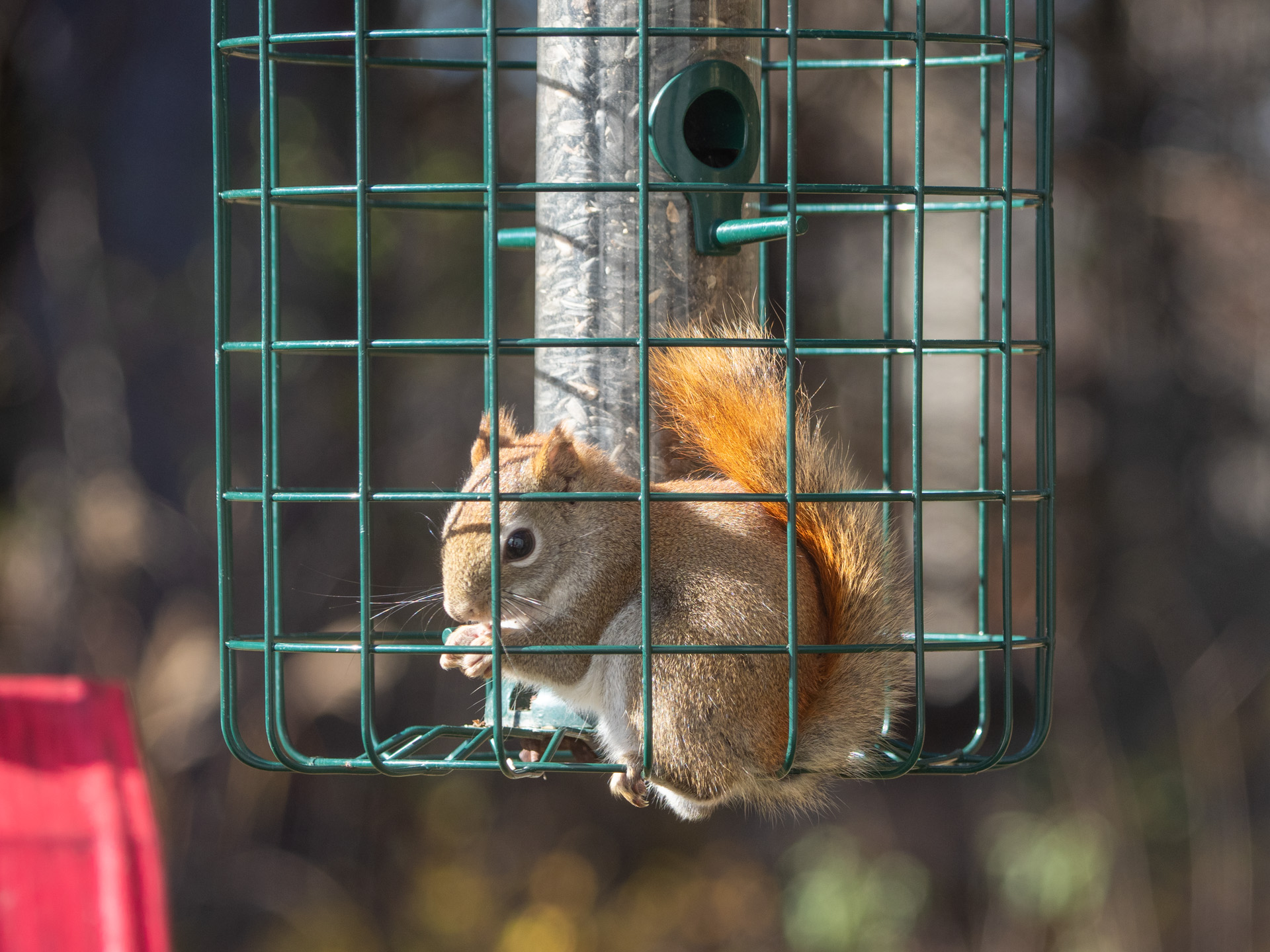 American Red Squirrel