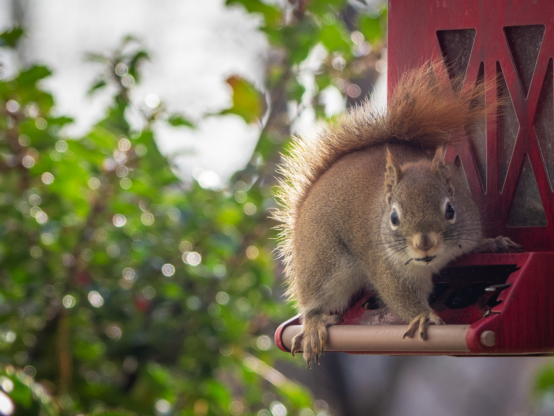 American Red Squirrel