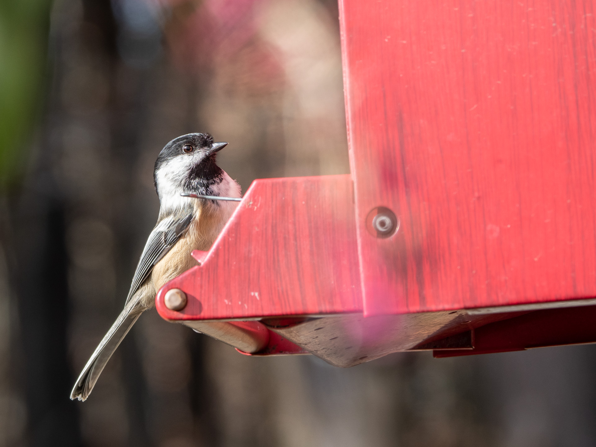 Black Capped Chickadee