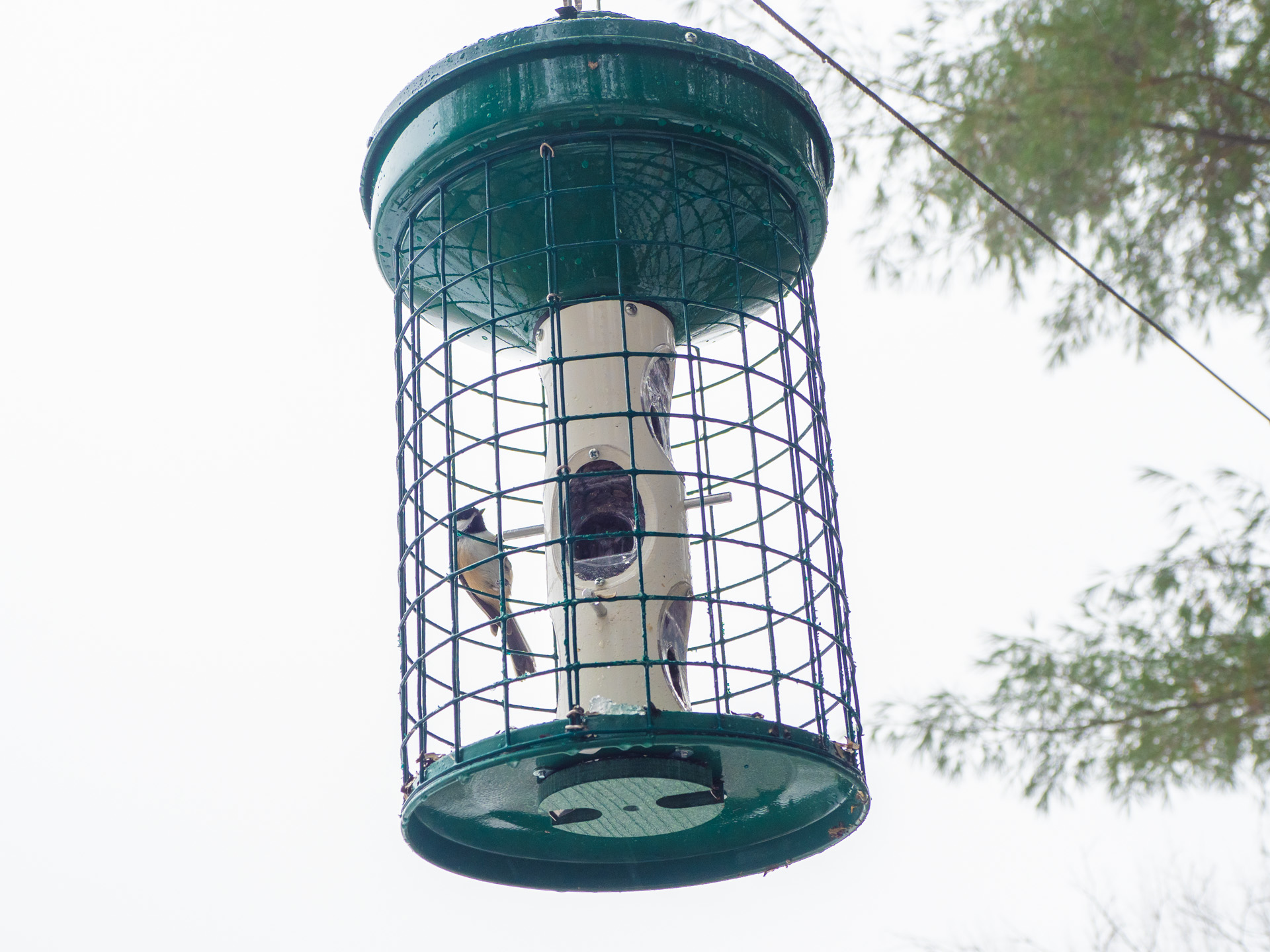 Suspended Bird Feeder Suspended Bird Feeder