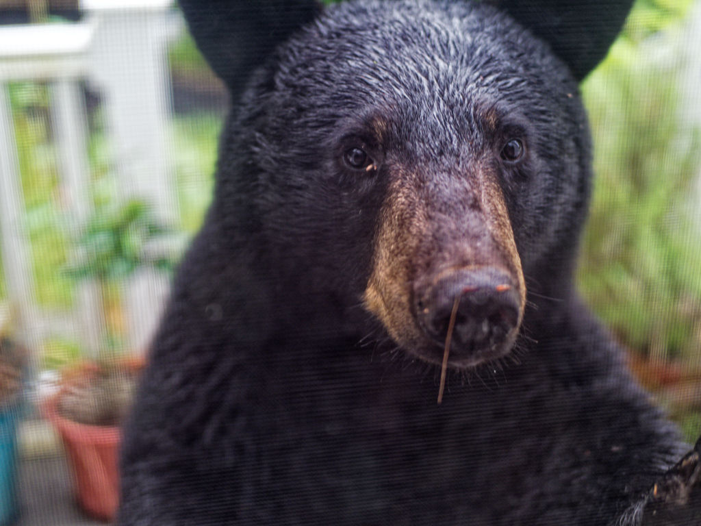 Black Bear