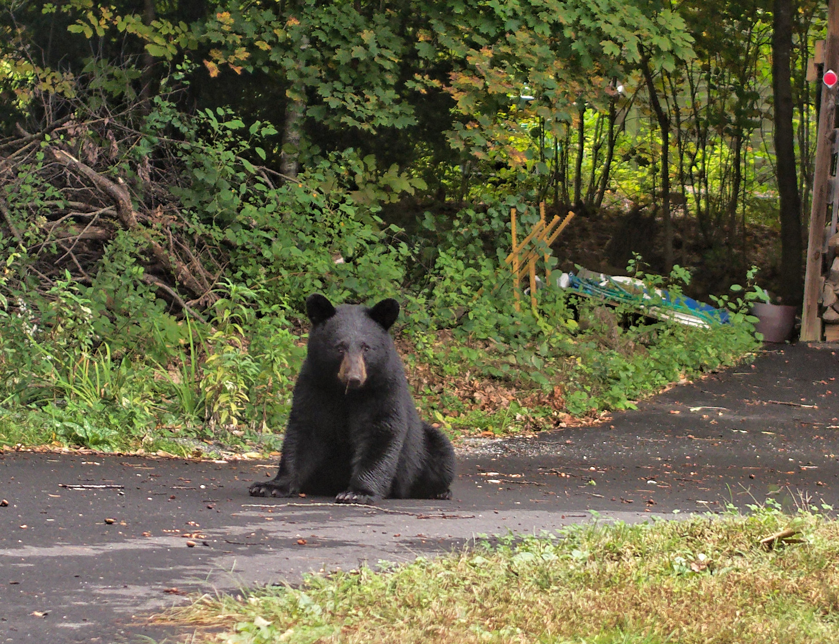 Black Bear
