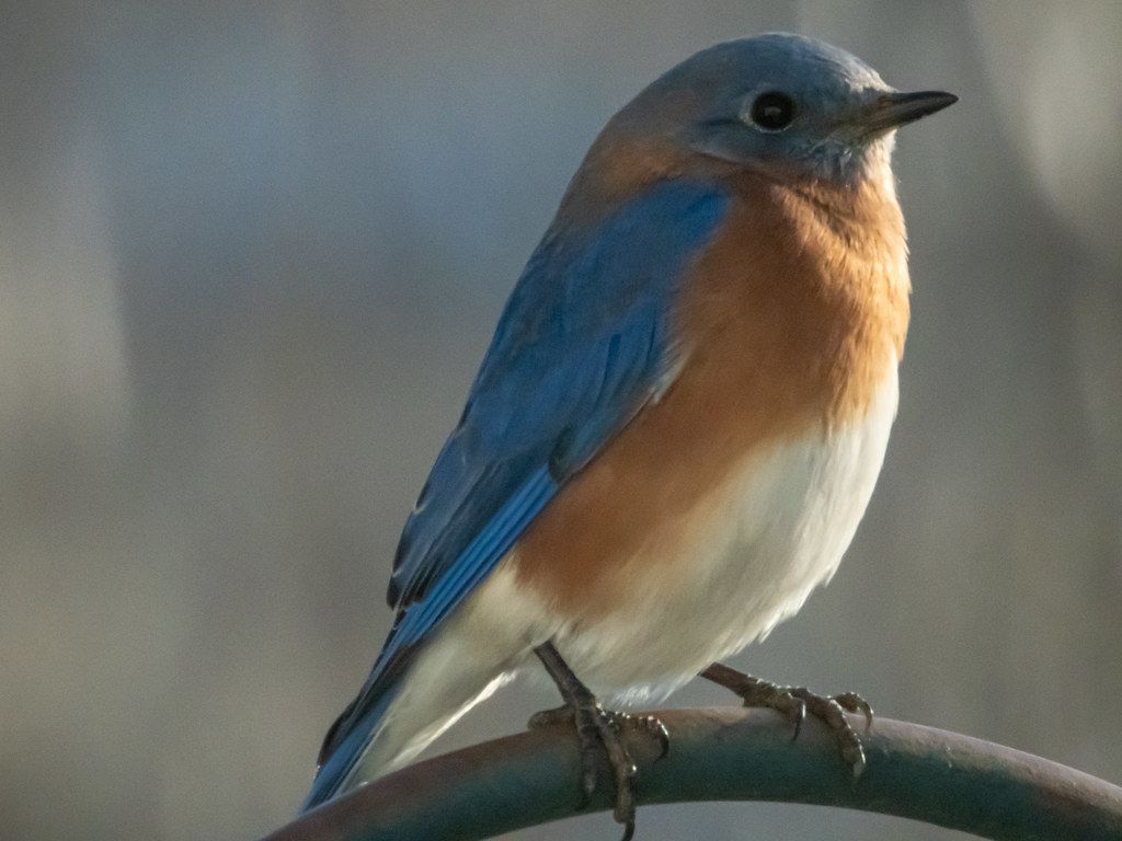 Bluebird
