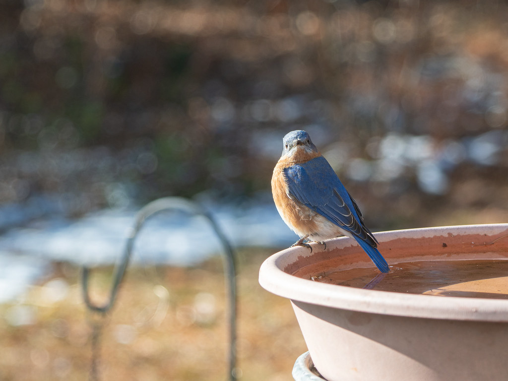 Bluebird staring at me on lip of birdbath