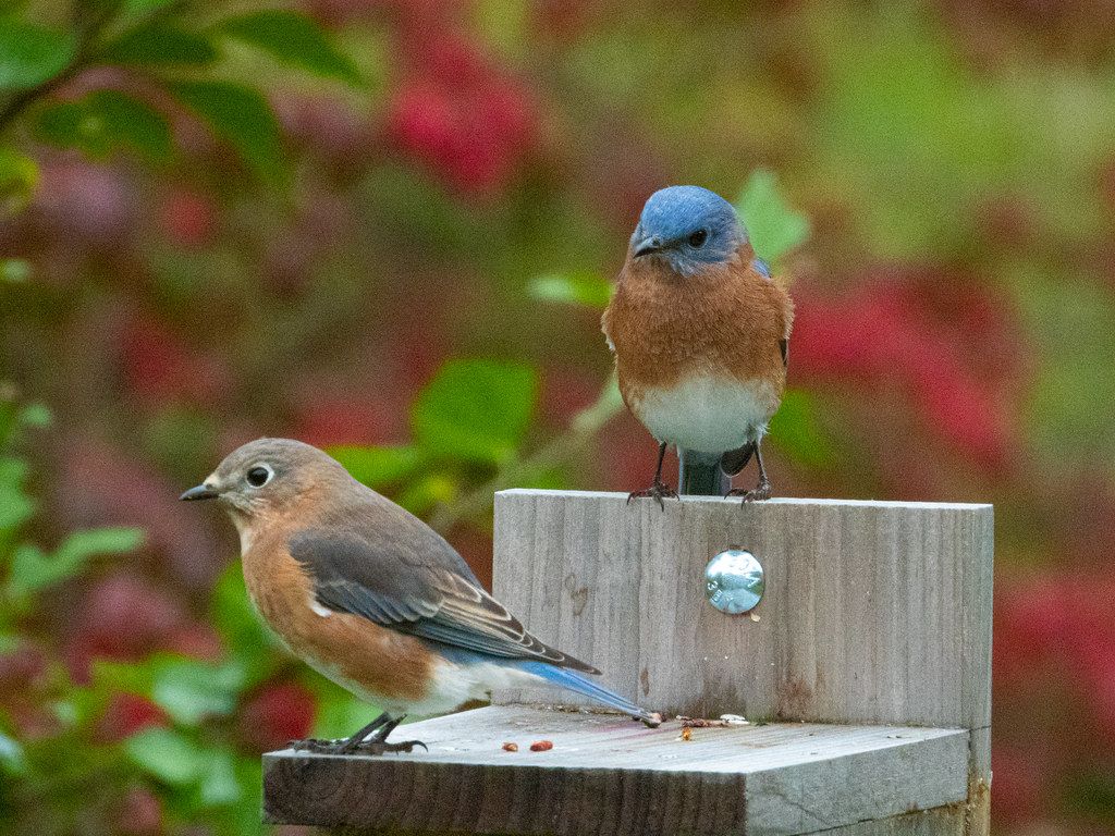 Bluebirds