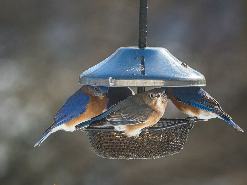 Bluebirds on feeder