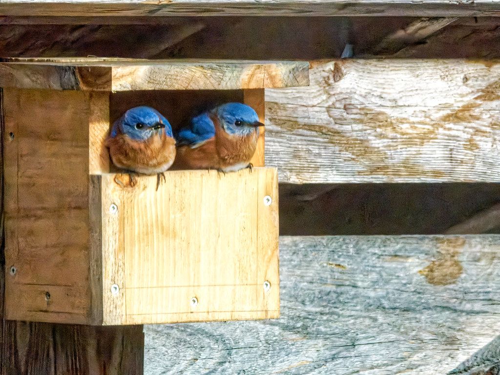 Two Bluebirds