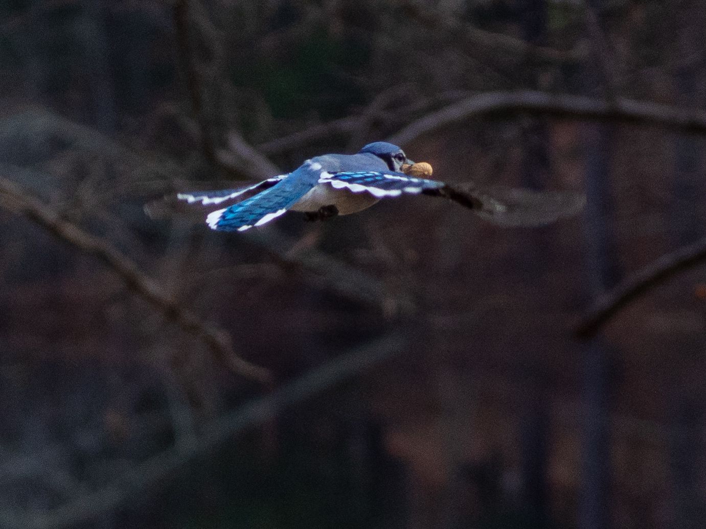 Blue Jay with Peanut