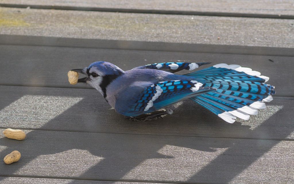 Blue jay with peanut