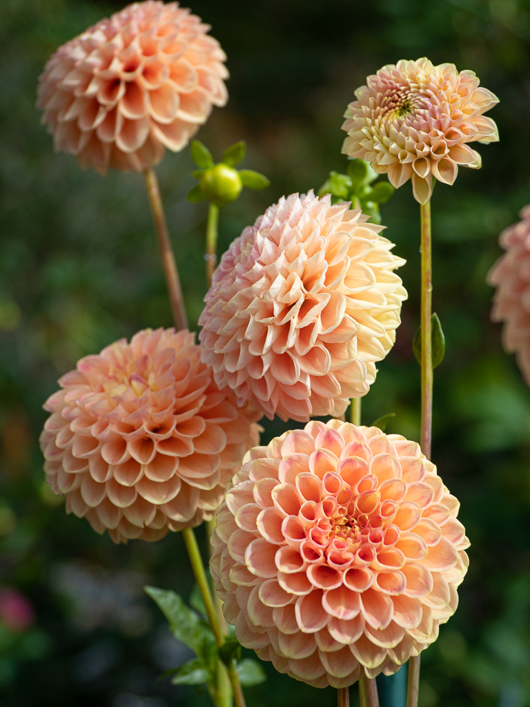 Snoho Doris Dahlia