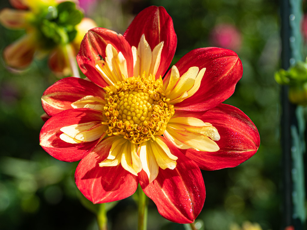 Dahlia