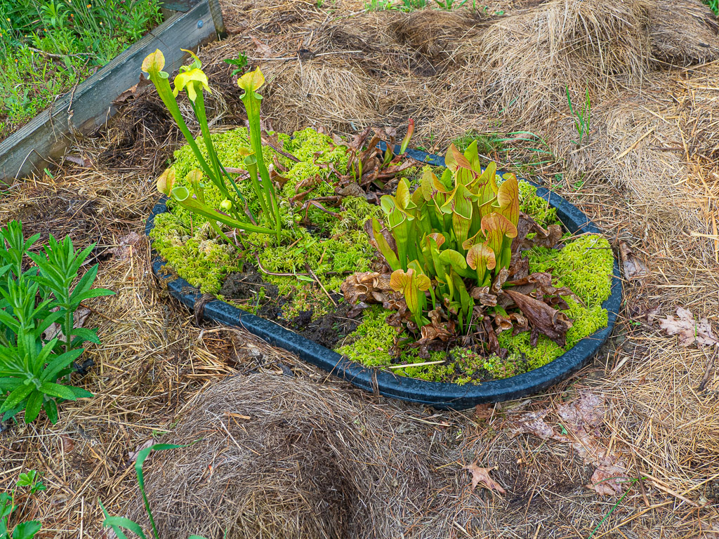 Bog Garden