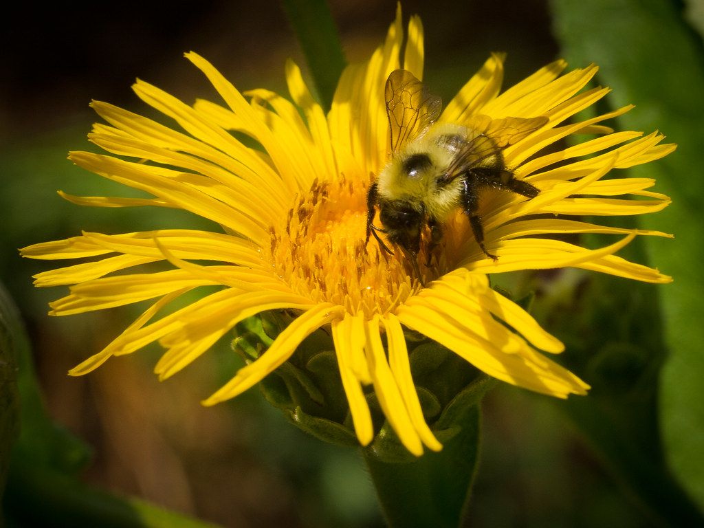 Bumblebee