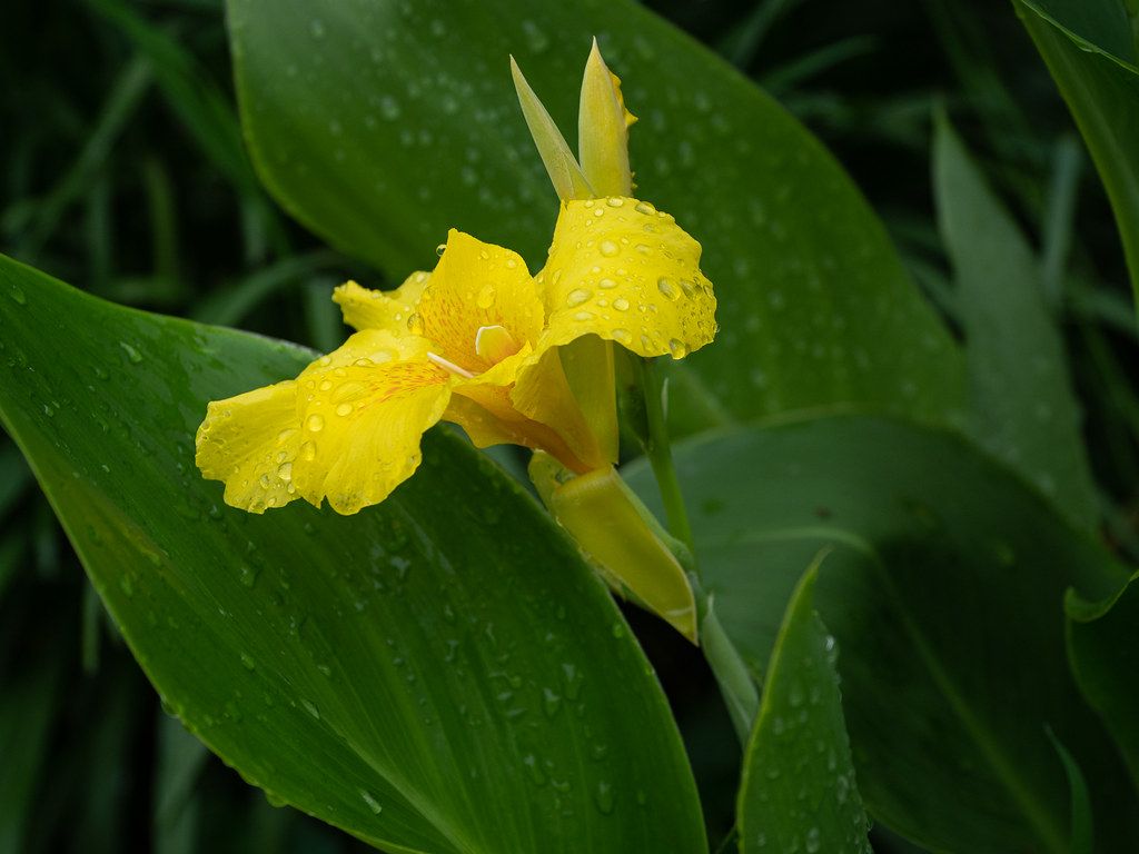 Yellow Canna