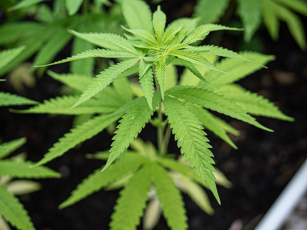 Marijuana