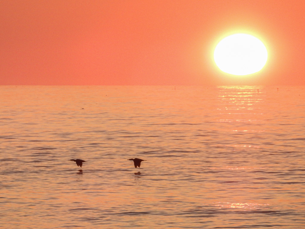 Two birds fly across the ocean at sunrise