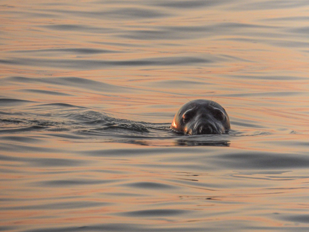 A Grey seal takes a look at me