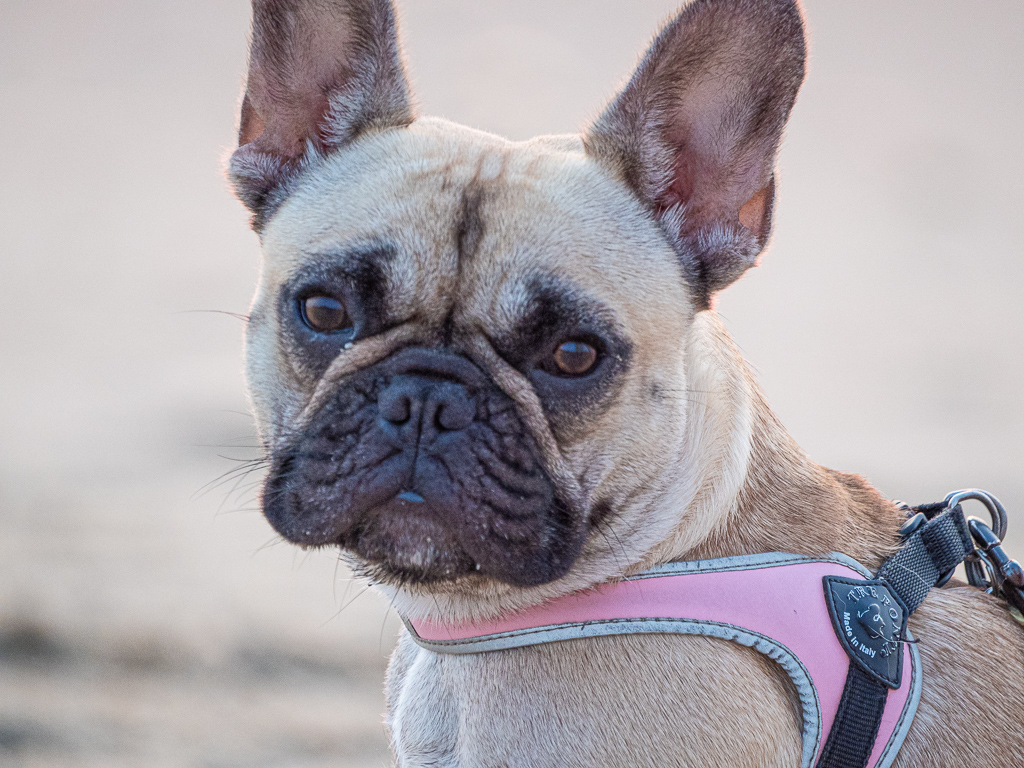 Pug