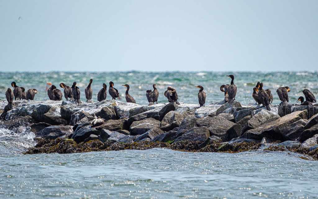 Cormorants