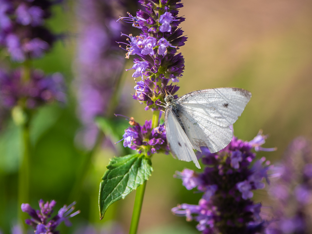 Butterfly Garden
