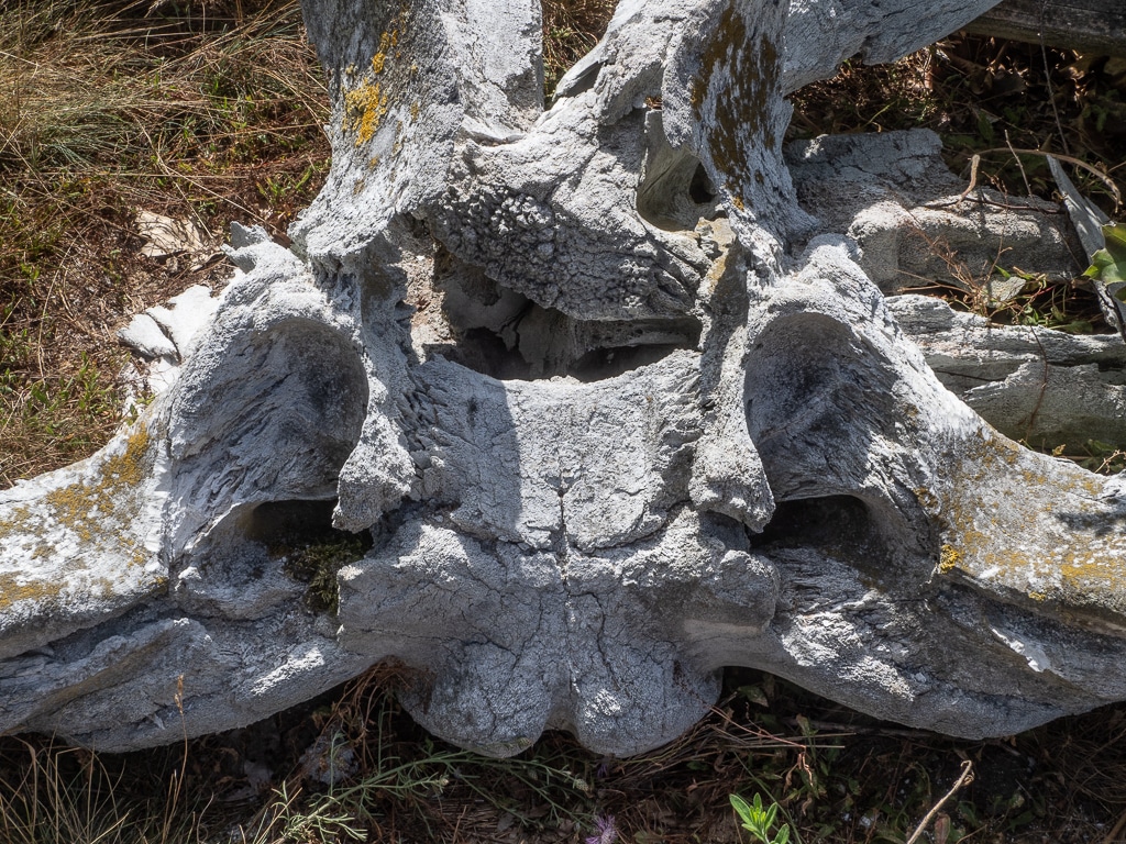 Whale Vertebrae Whale Bones