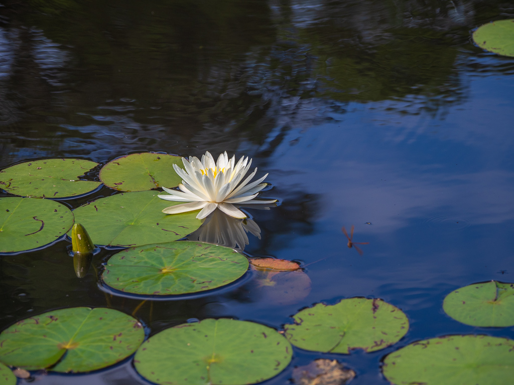 Waterlily